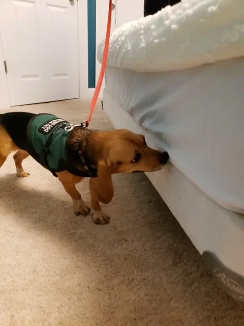 Our brown canine bed bug detector sniffing a bed